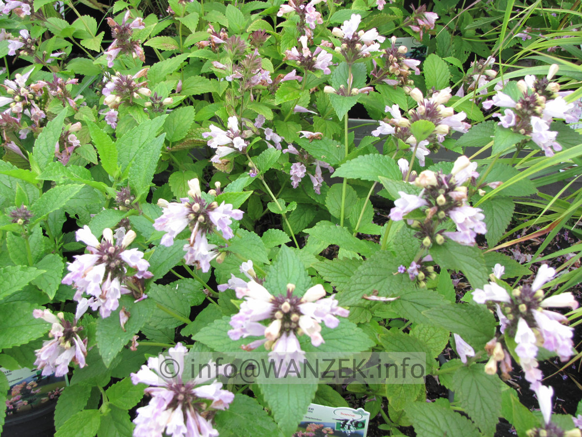 Nepeta subsessilis Pink Dreams.JPG